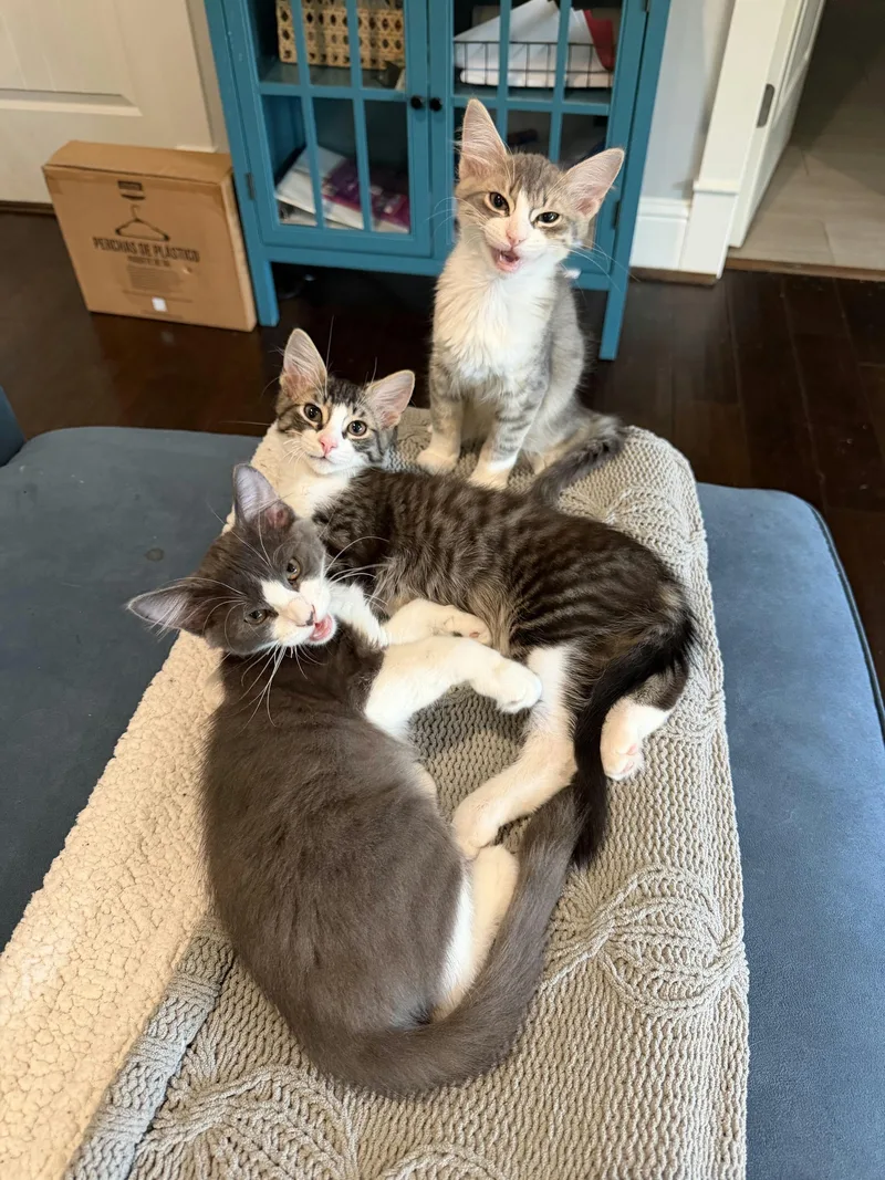 A baby medium-sized male Gray & White Domestic Medium Hair cat named Flerff for adoption in Houston, TX