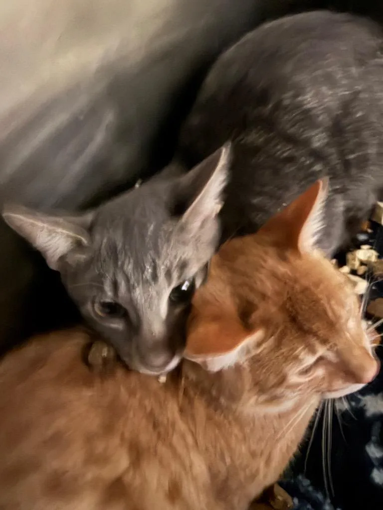 A baby medium-sized male American Shorthair cat named Joe for adoption in Neosho, MO