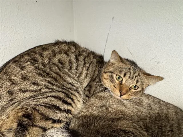 A baby large-sized male Domestic Short Hair cat named Cameron for adoption in Grand Prairie, TX
