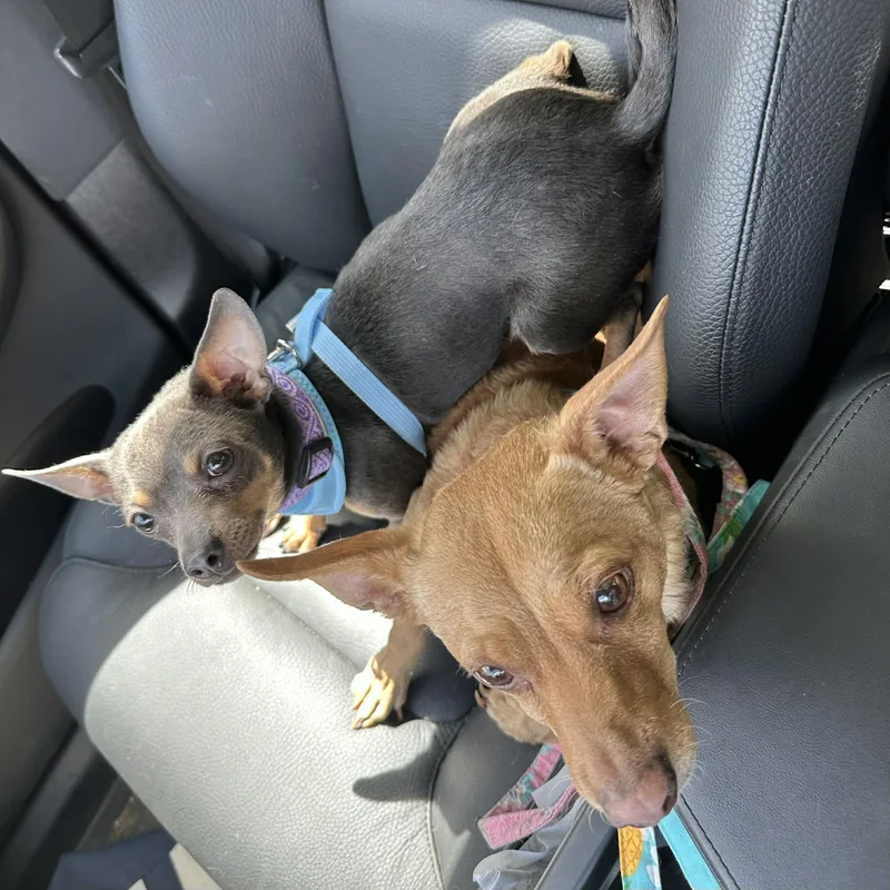 Jake & Finn thumbnail 3