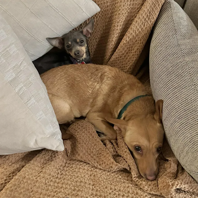 Jake & Finn thumbnail 5