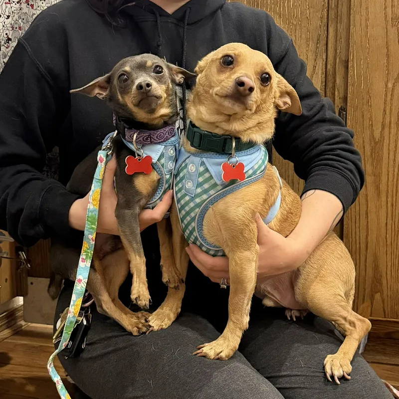 A young small-sized male Golden Chihuahua dog named Jake & Finn for adoption in Boulder, CO