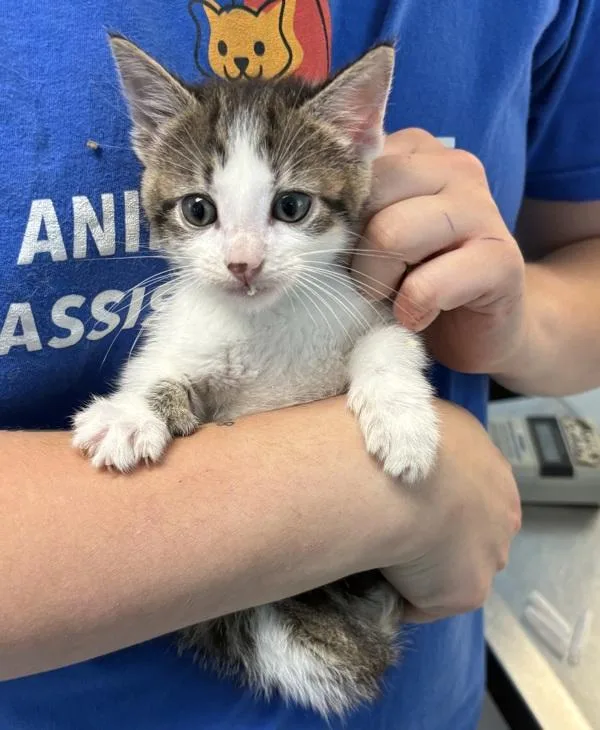 A baby small-sized female Domestic Short Hair cat named Kc for adoption in Lawrenceville, GA