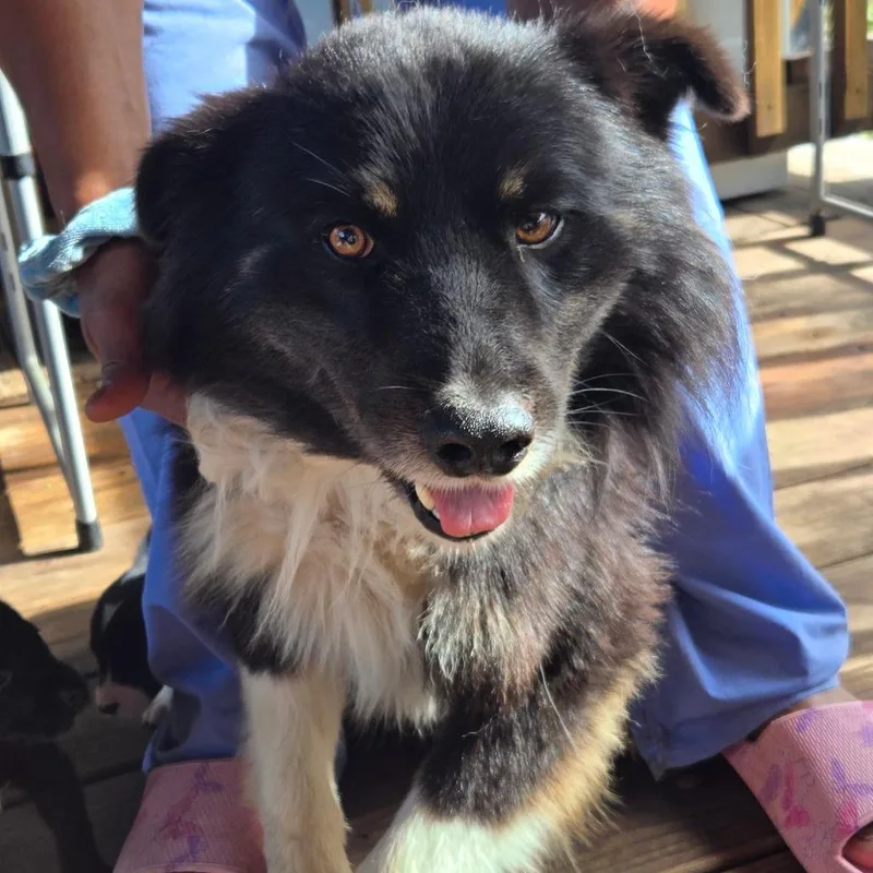 An adult medium-sized male Black Australian Shepherd dog named Logan for adoption in Floresville, TX