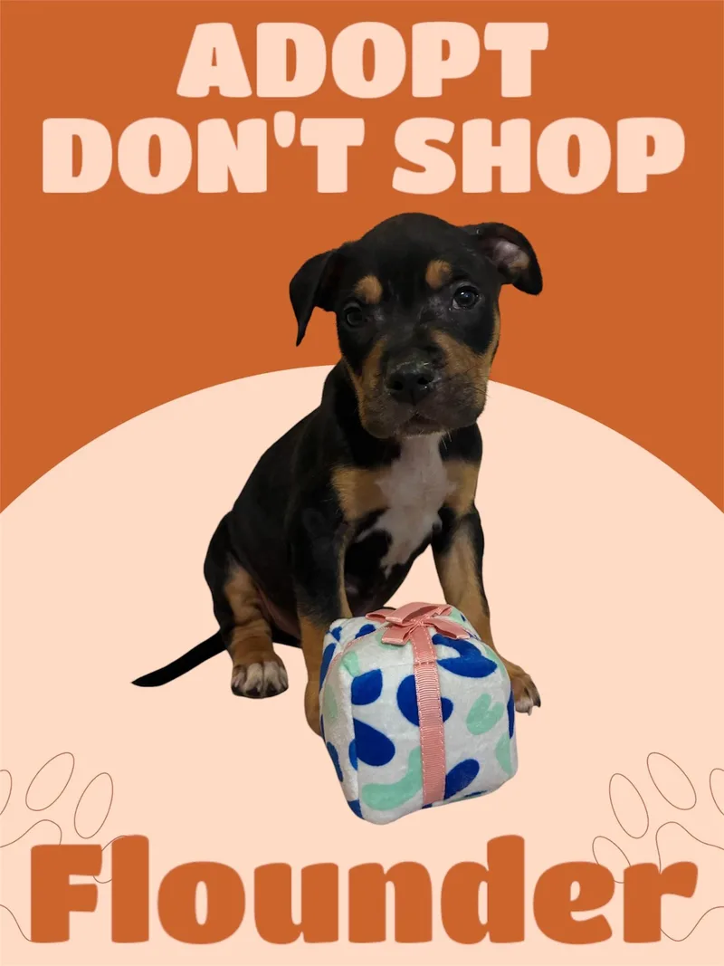 A baby large-sized male Tricolor (Brown, Black, & White) American Staffordshire Terrier dog named Flounder for adoption in Arlington, TX