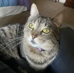 An adult medium-sized female Tabby (Brown / Chocolate) Tabby cat named Sprinkle for adoption in Plain City, OH