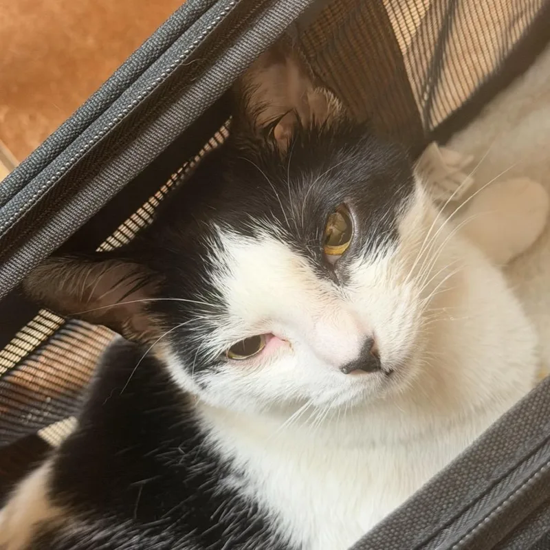 Lulu