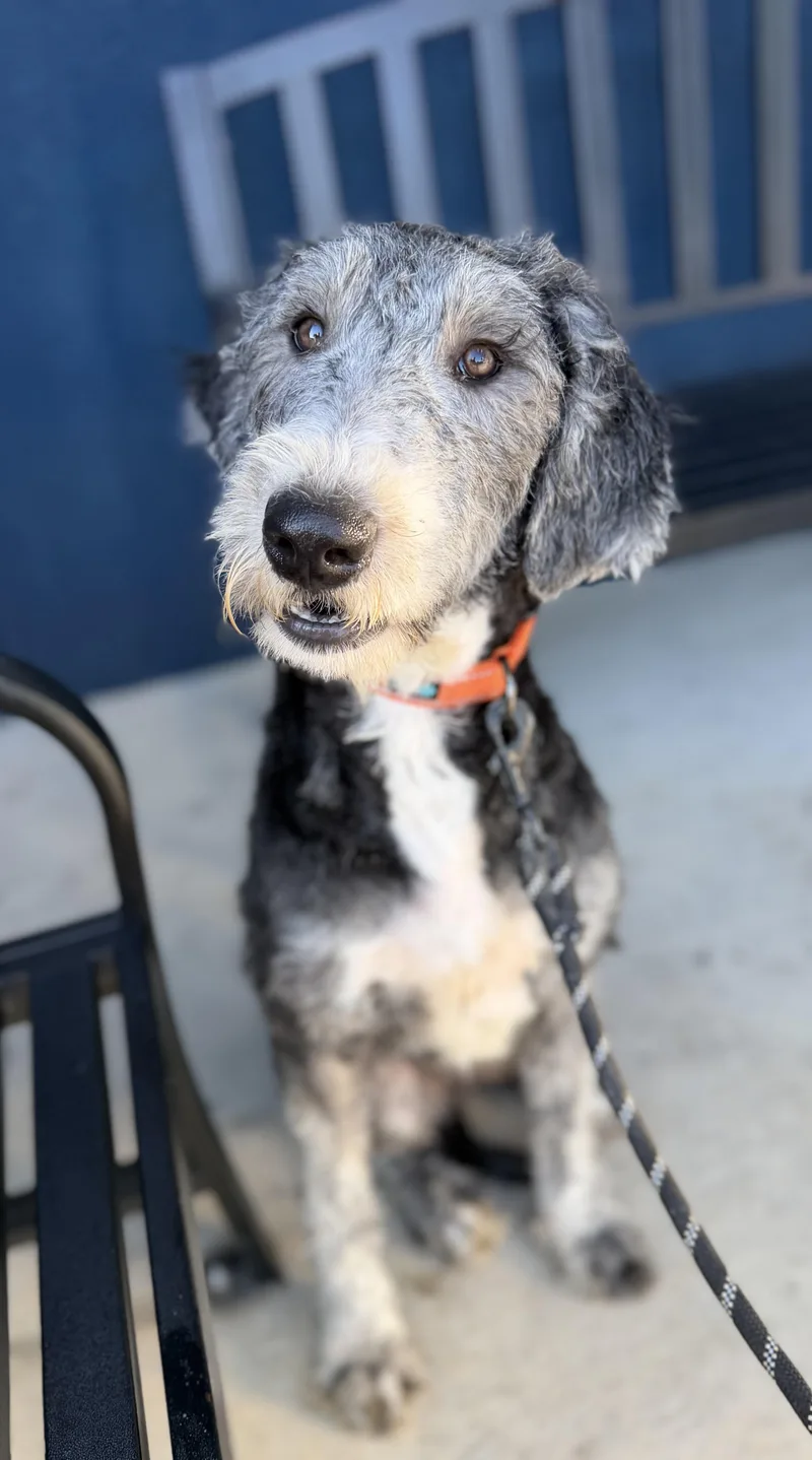 A young large-sized female Standard Poodle dog named Poppy for adoption in Yuba City, CA