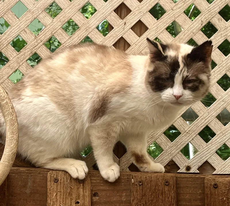 An adult medium-sized female White Snowshoe cat named Souffle for adoption in Stuart, VA