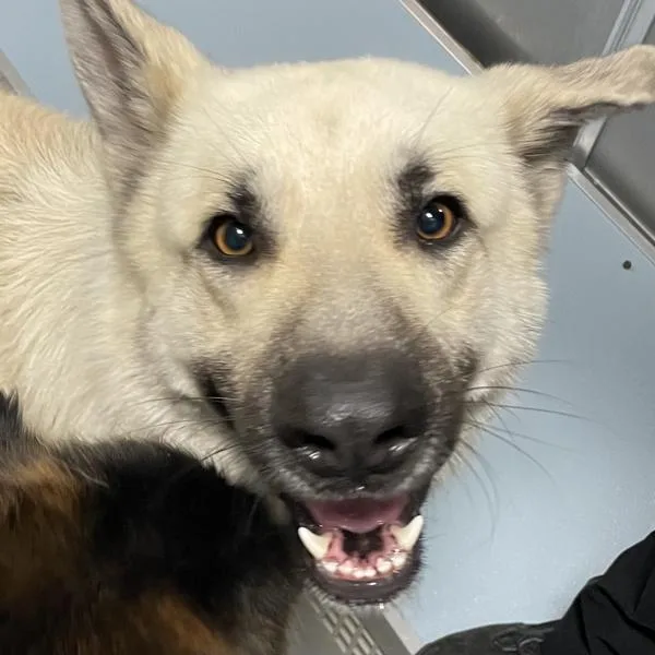 An adult large-sized male German Shepherd Dog dog named Chuck for adoption in Des Moines, IA