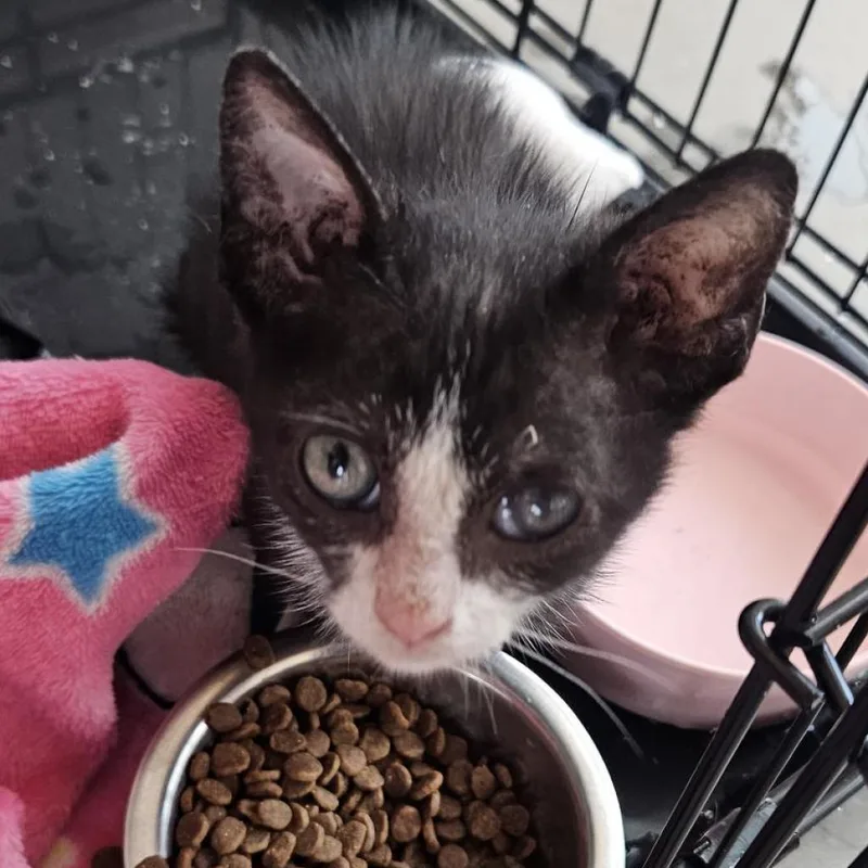 An adult small-sized male Black Domestic Medium Hair cat named Sherman for adoption in Bentonville, AR