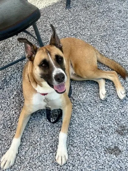 An adult large-sized male Mixed Breed dog named Ace for adoption in Cincinnati, OH
