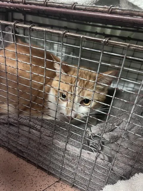 A young large-sized male Domestic Short Hair cat named Red for adoption in San Jose, CA