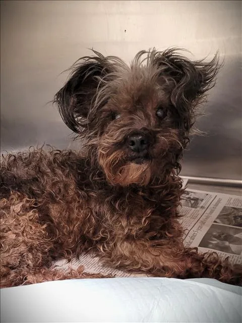 Bella