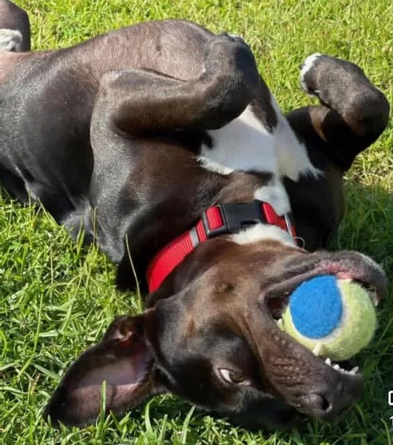 A senior large-sized male Pit Bull Terrier dog named Onyx for adoption in Burgaw, NC