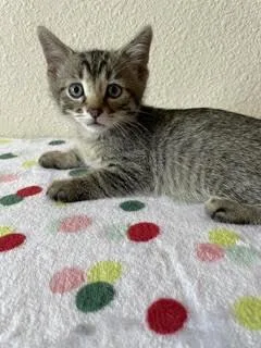 A baby small-sized male Domestic Short Hair cat named Leo for adoption in Divide, CO