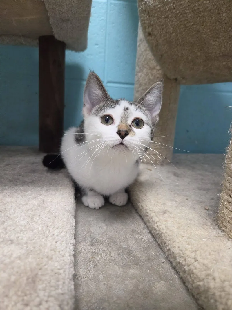 A young medium-sized male White Domestic Short Hair cat named Woogie for adoption in Chilton, WI
