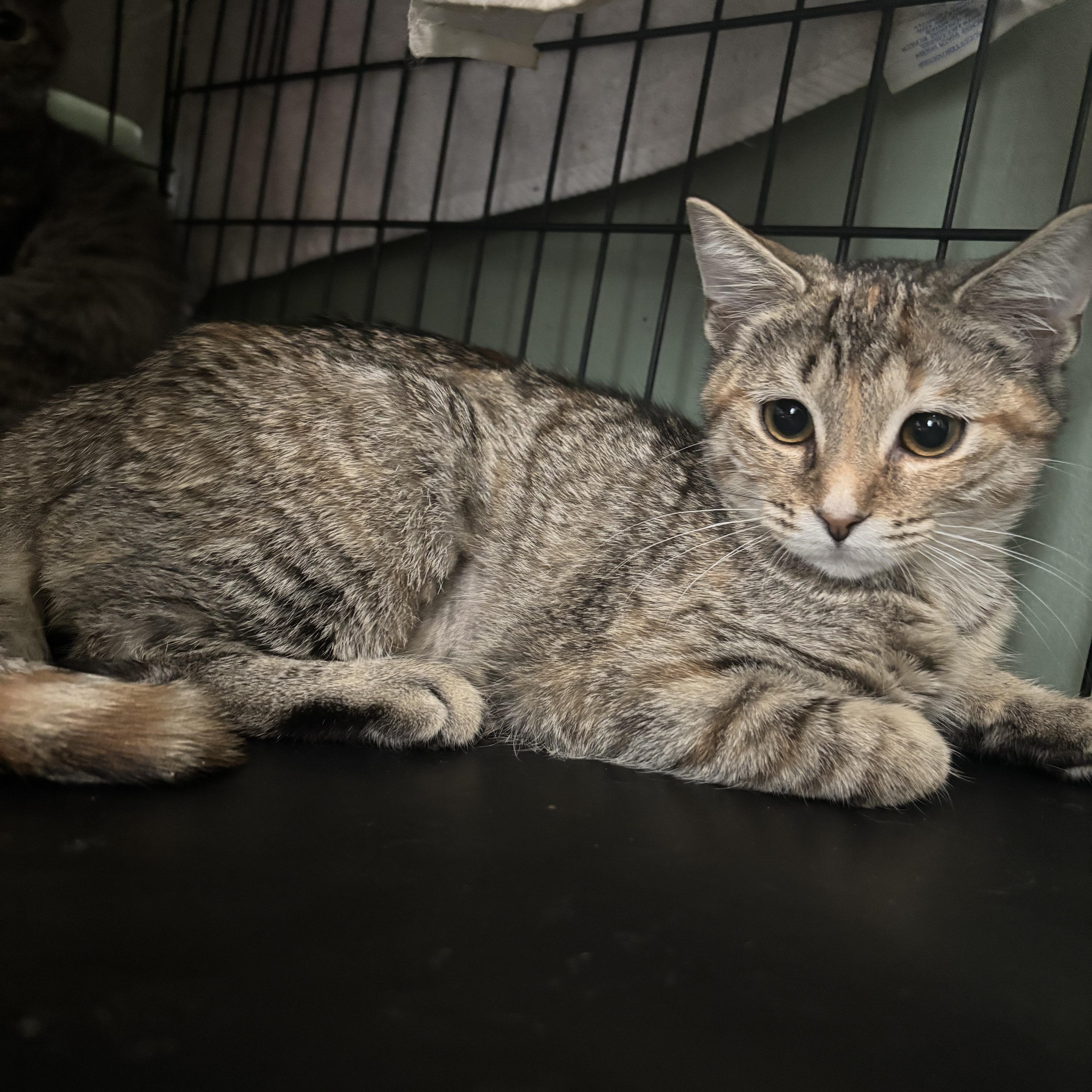 A baby small-sized female Tabby (Buff / Tan / Fawn) Domestic Short Hair cat named Bell Pepper for adoption in Richmond, VA