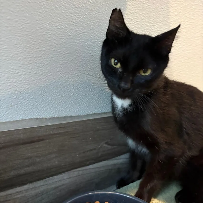 An adult small-sized female Black Domestic Short Hair cat named Emmy for adoption in West Des Moines, IA