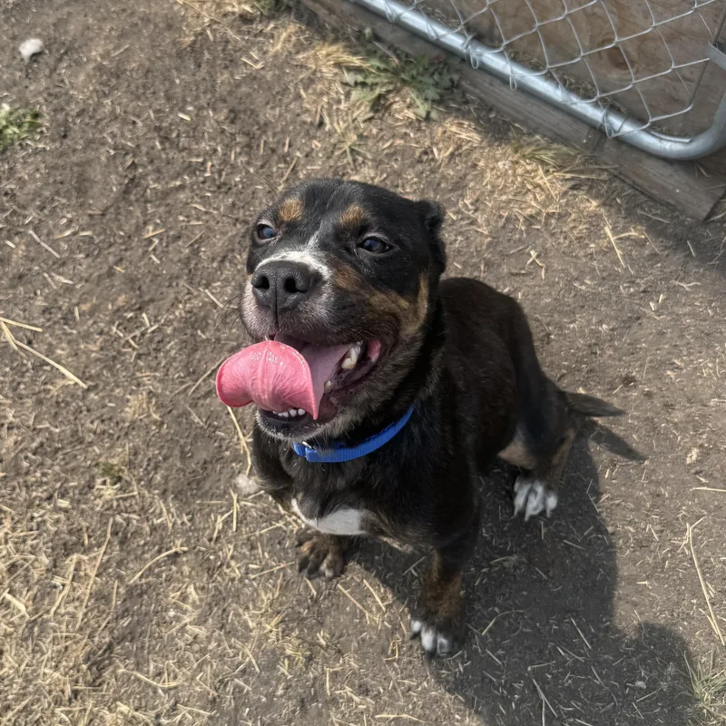 Lyla