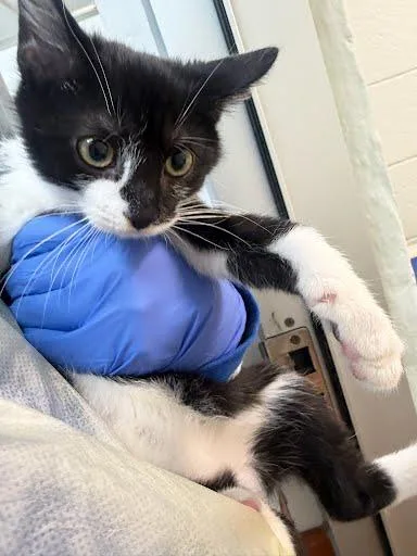 A young large-sized male Domestic Short Hair cat named Prince for adoption in Washington, DC