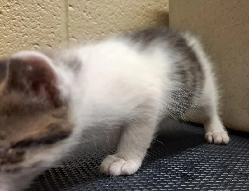 A baby medium-sized male Domestic Short Hair cat named Zimey for adoption in Douglasville, GA
