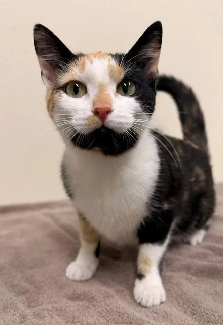 A baby small-sized female Domestic Short Hair cat named Calypso for adoption in Ladysmith, WI
