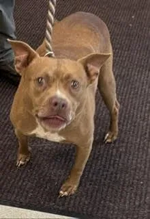 An adult medium-sized female Brown / Chocolate Pit Bull Terrier dog named Letty for adoption in Maryville, TN