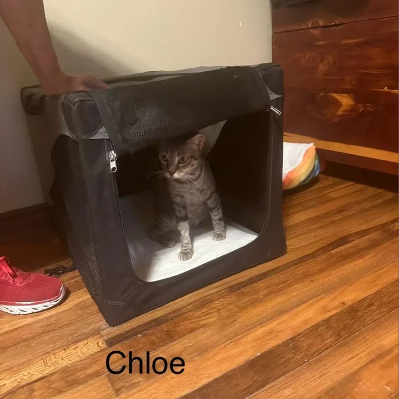 Chloe thumbnail 2