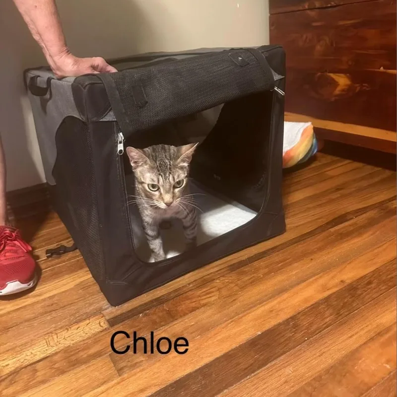 Chloe thumbnail 3