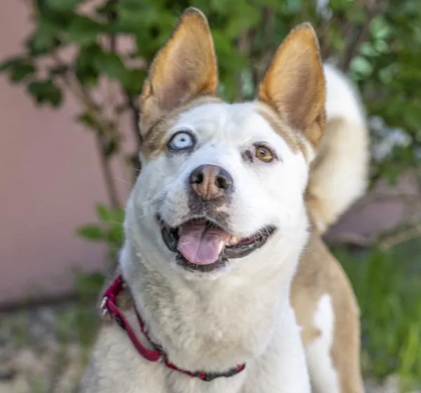 A senior medium-sized female Siberian Husky dog named Gigi for adoption in Golden, CO
