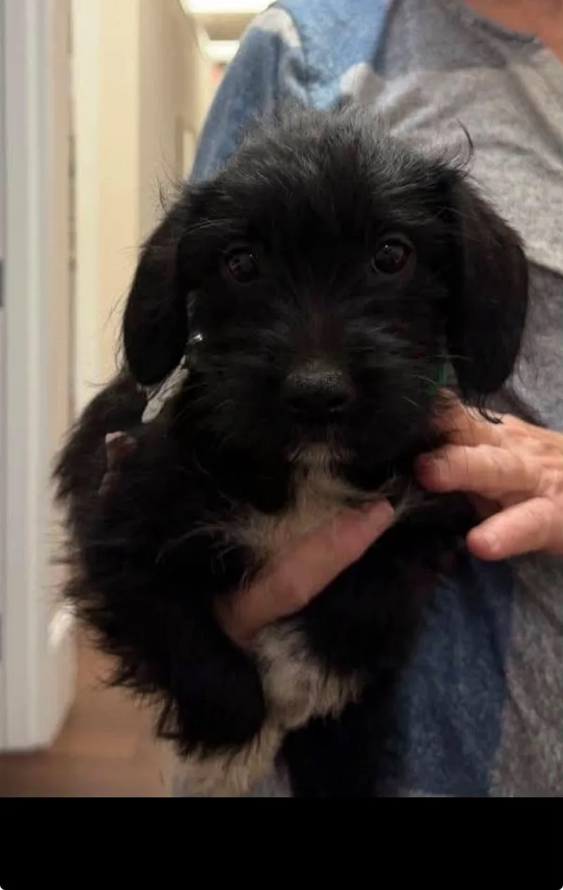 An adult small-sized male Terrier dog named Bert for adoption in Holly Springs, NC