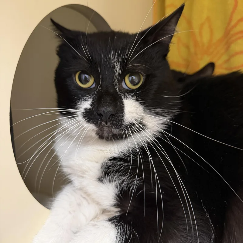 A young large-sized male Black & White / Tuxedo Domestic Short Hair cat named Flynn for adoption in Cooperstown, NY