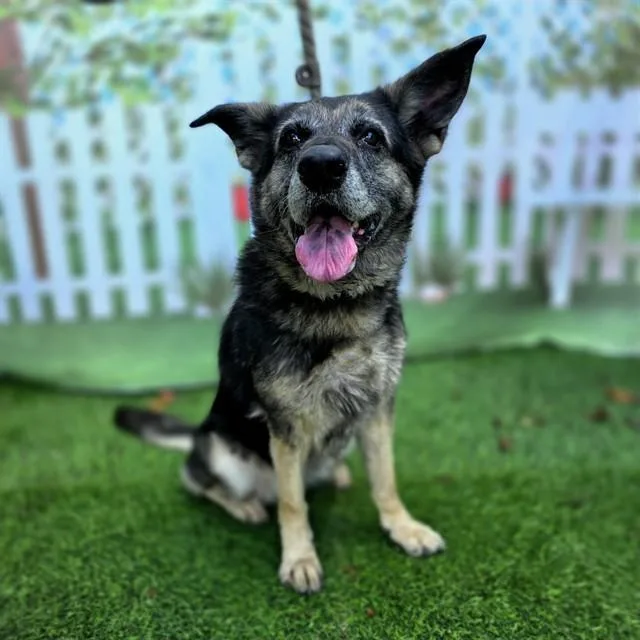 An adult large-sized female German Shepherd Dog dog named Alice for adoption in Long Beach, CA