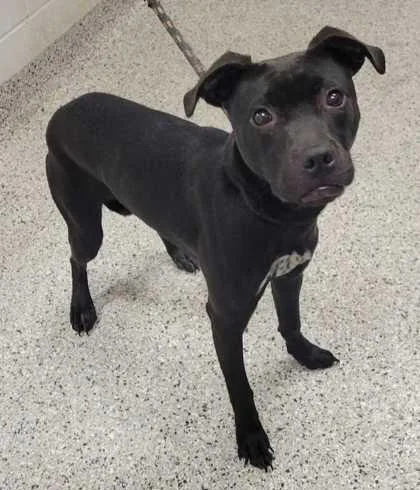 A young medium-sized male Black Pit Bull Terrier dog named Homer for adoption in Kansas City, MO