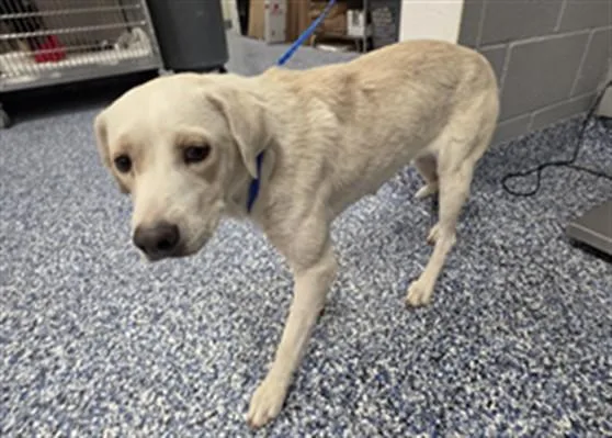 A young medium-sized female Labrador Retriever dog named Misty for adoption in Thousand Palms, CA