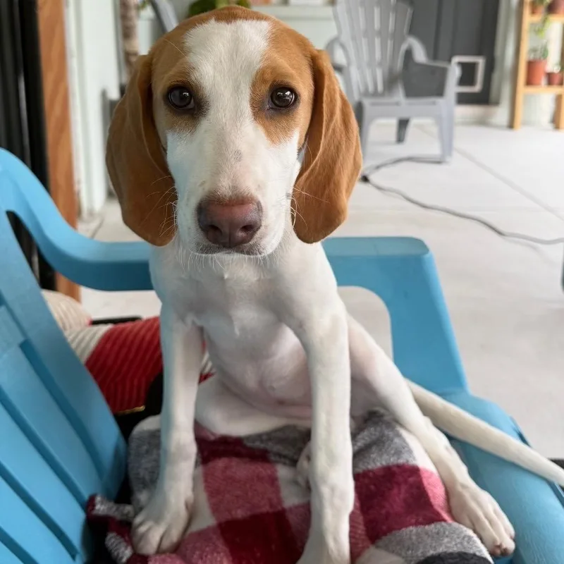 A baby medium-sized female American Foxhound dog named Janie for adoption in Seminole, FL