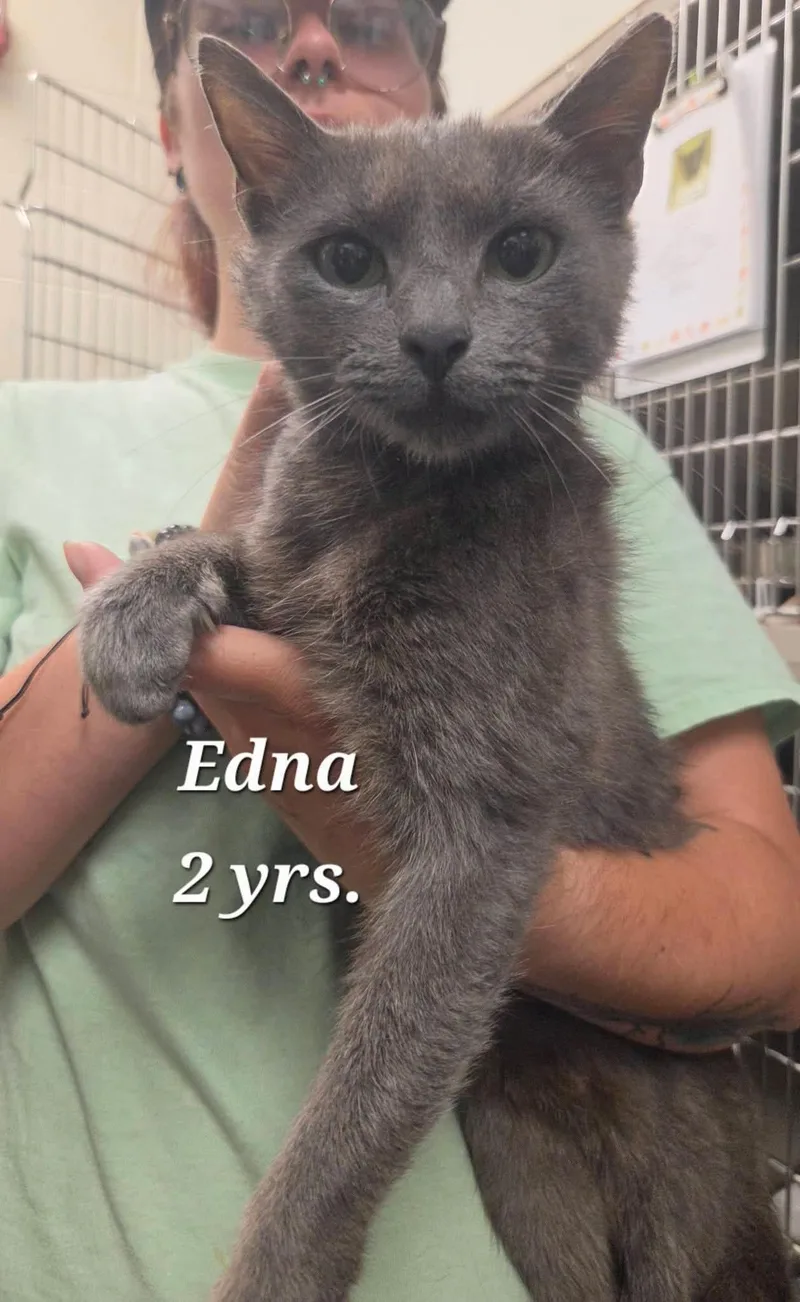 A young medium-sized female Gray / Blue / Silver Domestic Short Hair cat named Edna for adoption in Amherst, VA