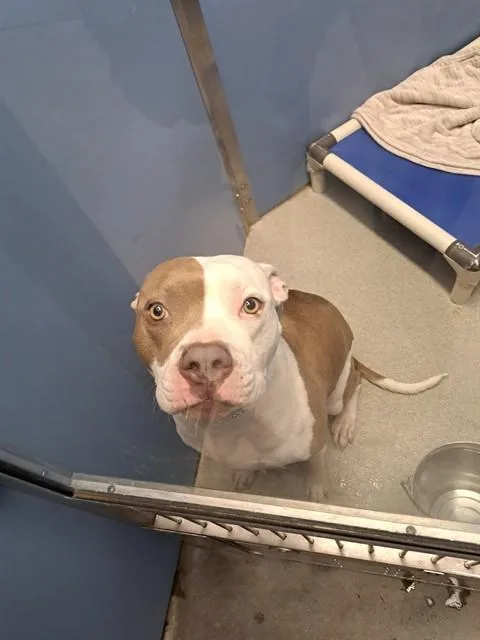 A young large-sized female Pit Bull Terrier dog named Bonita for adoption in Mesa, AZ