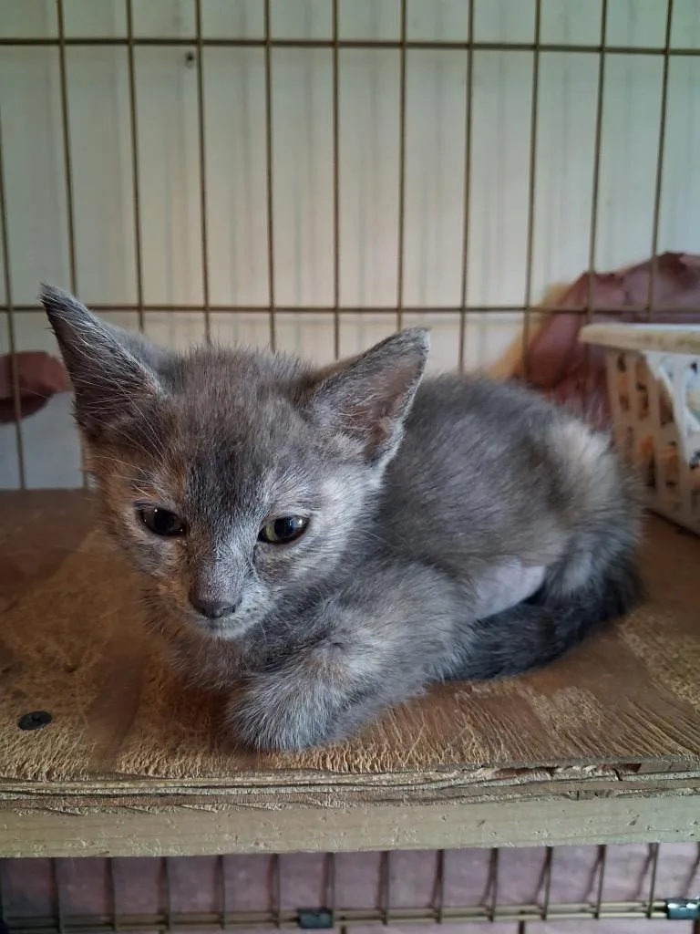A baby small-sized female Domestic Short Hair cat named Razzle for adoption in Ogden, UT