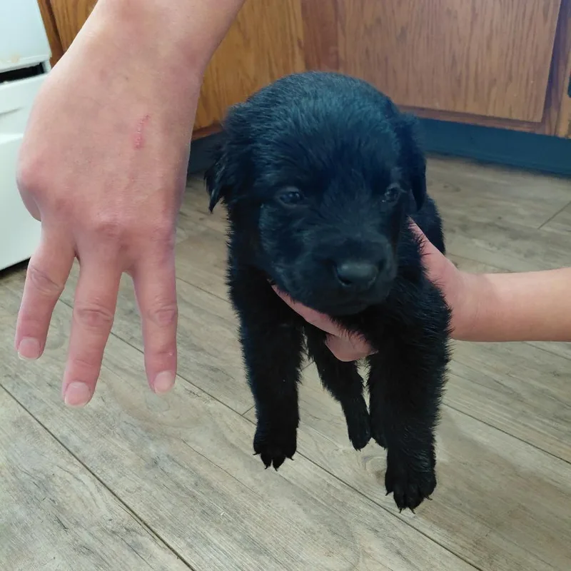 A baby large-sized male Black Rottweiler dog named Rhysand for adoption in Tacoma, WA