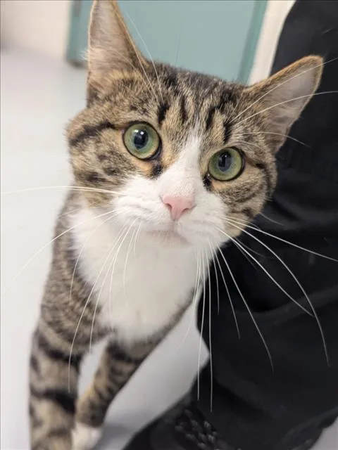A young medium-sized male Domestic Short Hair cat named Ragnar for adoption in Wilmington, NC