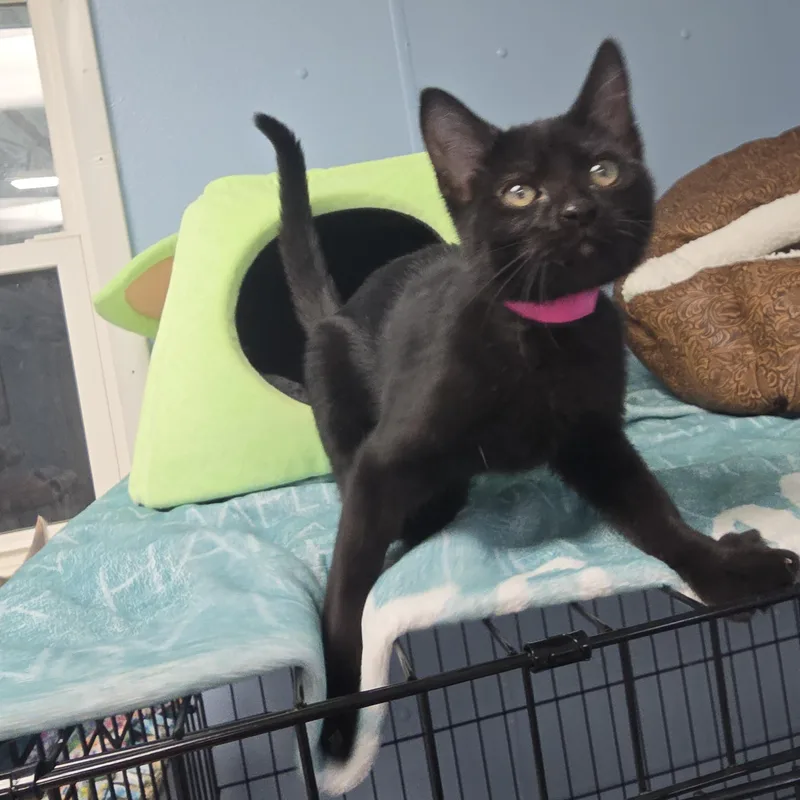 A baby medium-sized female Black Domestic Short Hair cat named Harmony for adoption in Farmington, MO