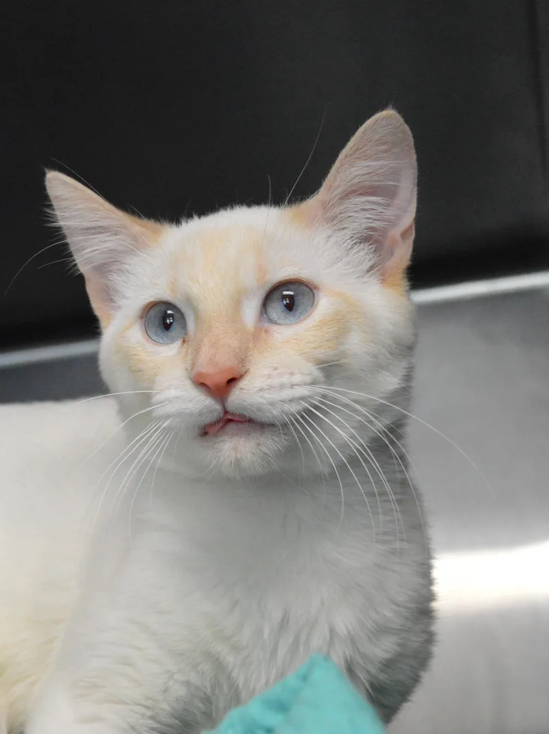 A young medium-sized male Domestic Short Hair cat named Toboggan for adoption in House Springs, MO