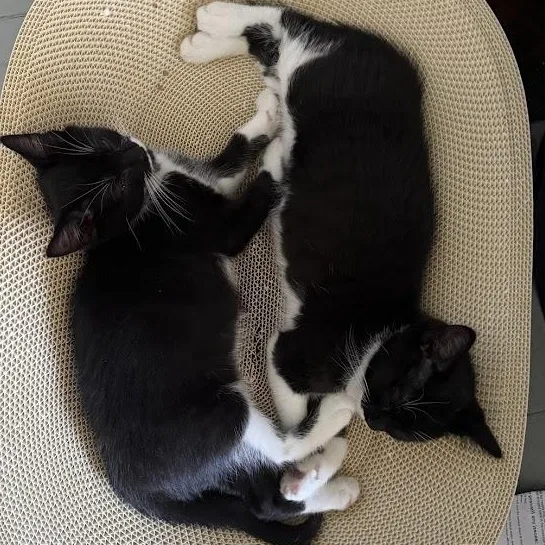A baby medium-sized female Black & White / Tuxedo Domestic Short Hair cat named Pancake & Patty Melt for adoption in brooklyn, NY