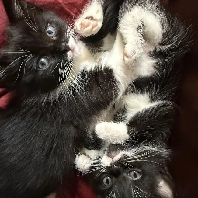 Pancake & Patty Melt thumbnail 3