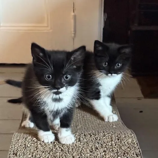 Pancake & Patty Melt thumbnail 4