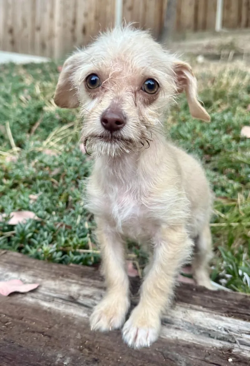 A young small-sized female White / Cream Terrier dog named Skye for adoption in Valley Village, CA