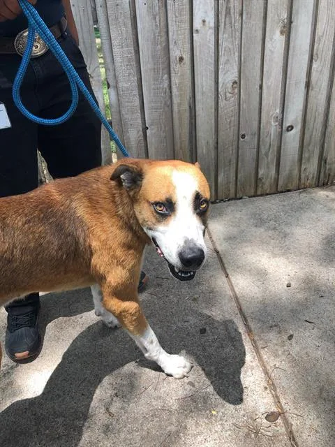 A young medium-sized male Mixed Breed dog named Flip for adoption in Dallas, TX