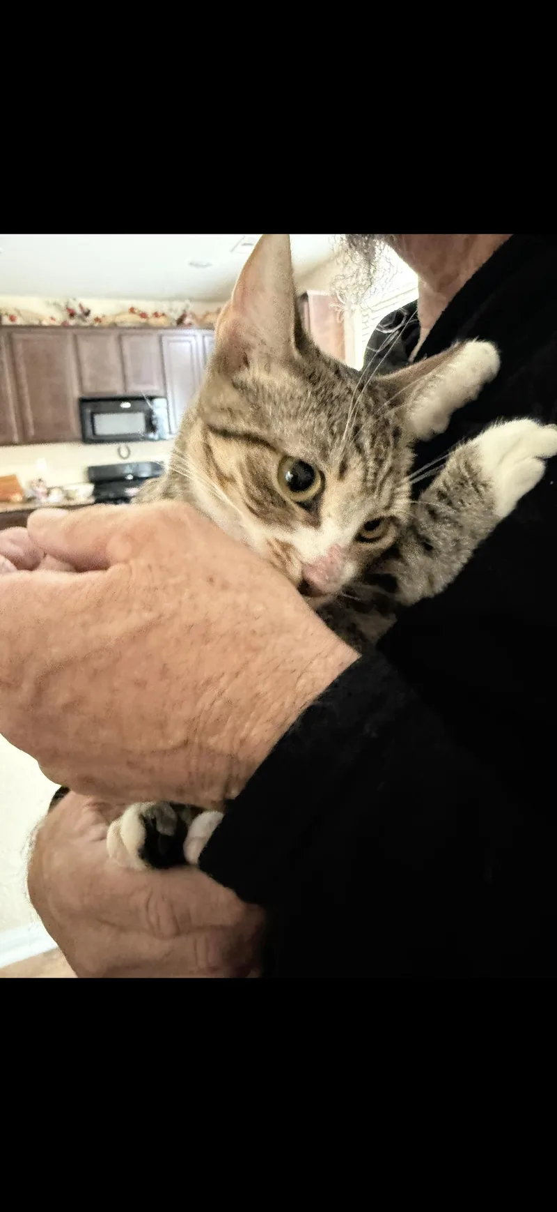 A baby medium-sized female Tabby cat named Blessing for adoption in Las Vegas, NV